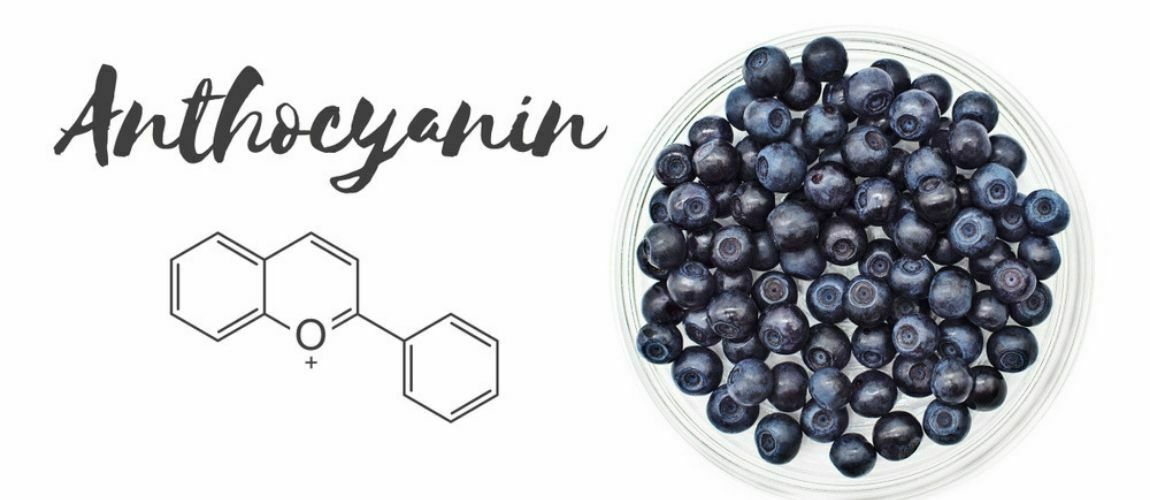 Can Anthocyanins in Blueberries Protect Heart Health and More? 3