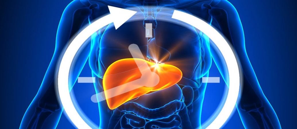 circadian clock in the liver found to regulate hunger and metabolism 3