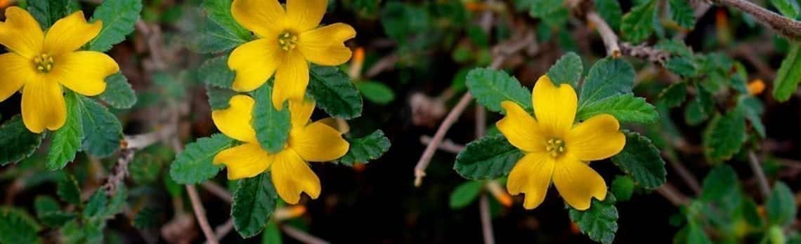 Kräuter im Fokus: Damiana, das natürliche Aphrodisiakum