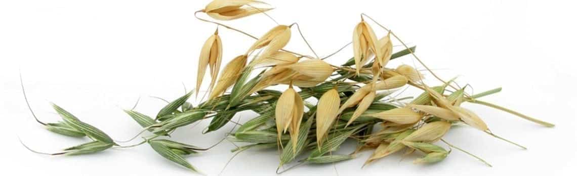 Ingredient Spotlight, Avena Sativa