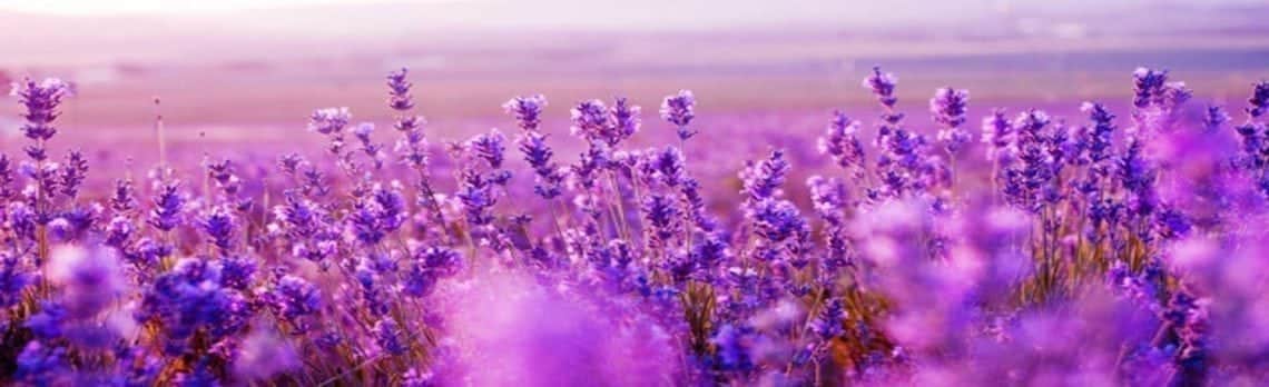 Kräuter im Fokus: Lavendel, der natürliche Stressabbauer