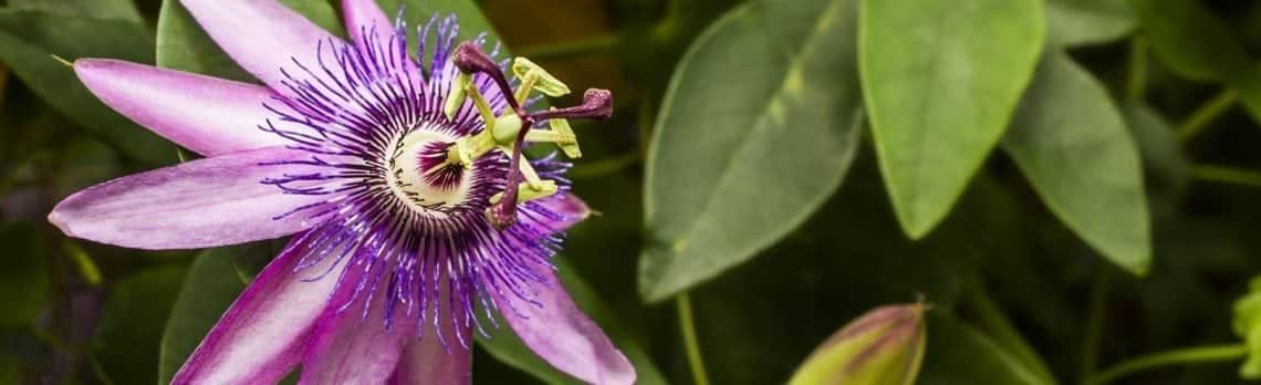 Kräuter im Fokus: Beruhigende Passionsblume entspannt die Nerven