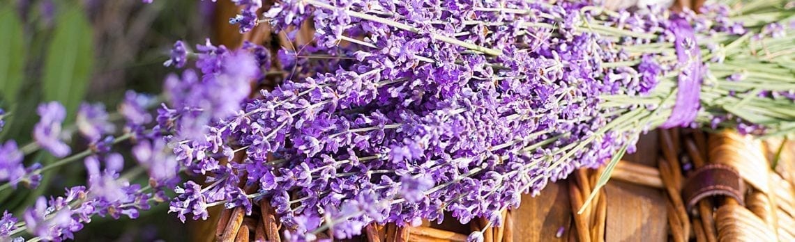 Lavendel erwiesenermaßen wirksam bei Angststörungen