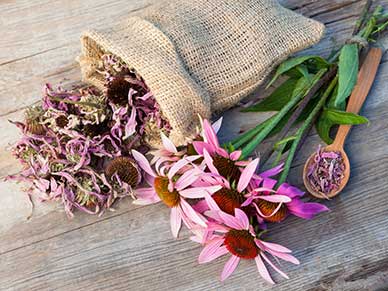 The Top 6 Immune Boosting Herbs for Cold and Flu Season 2
